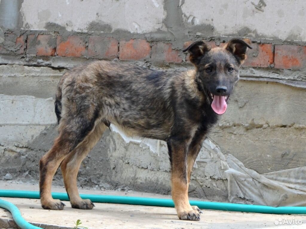 Мегапозитивный щенок ищет дом купить на Зозу.ру - фотография № 3