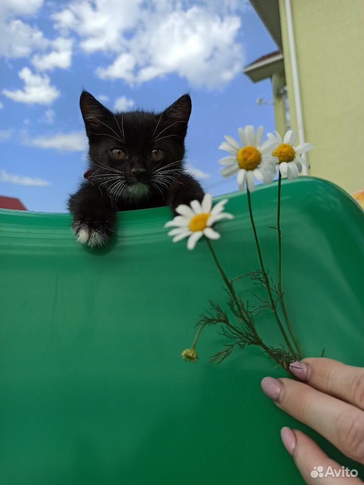 Кошка, котята, котенок, котики купить на Зозу.ру - фотография № 2