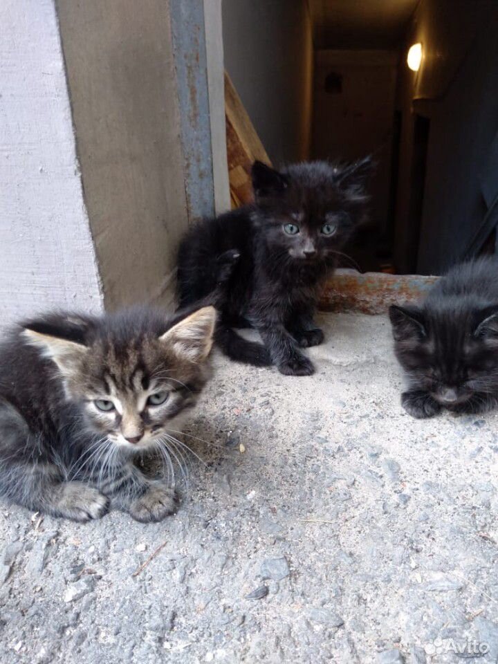 Черные котята купить на Зозу.ру - фотография № 2