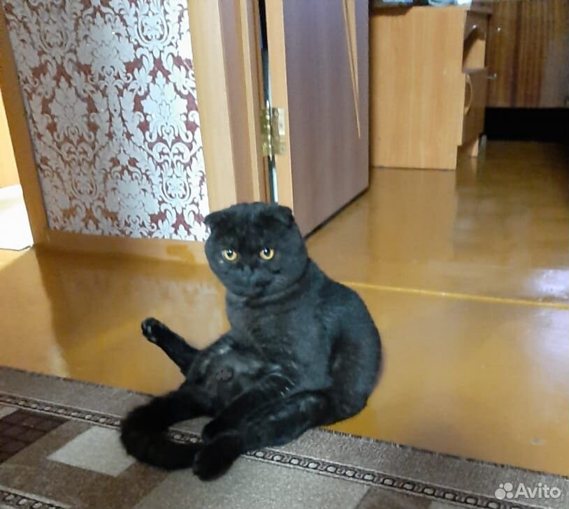 Шотландский котенок купить на Зозу.ру - фотография № 2