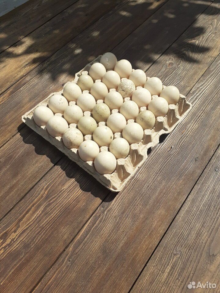 Яйцо инкубационное индоутки (мускасные) купить на Зозу.ру - фотография № 1