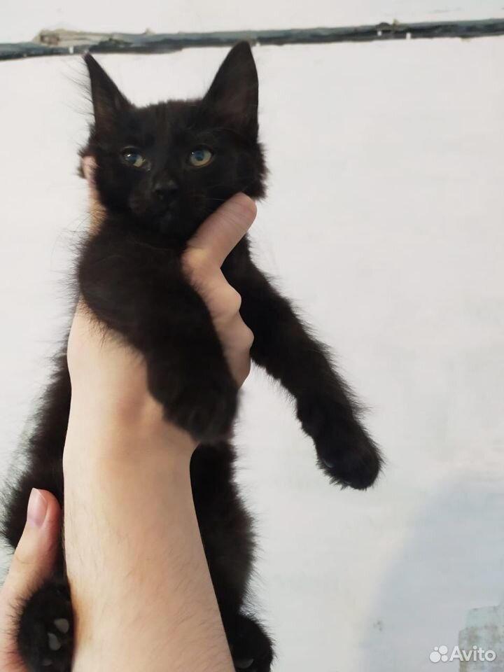 Черные котята 2 месяца купить на Зозу.ру - фотография № 1