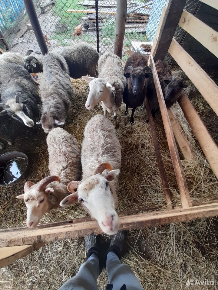 Овцы,бараны купить на Зозу.ру - фотография № 2