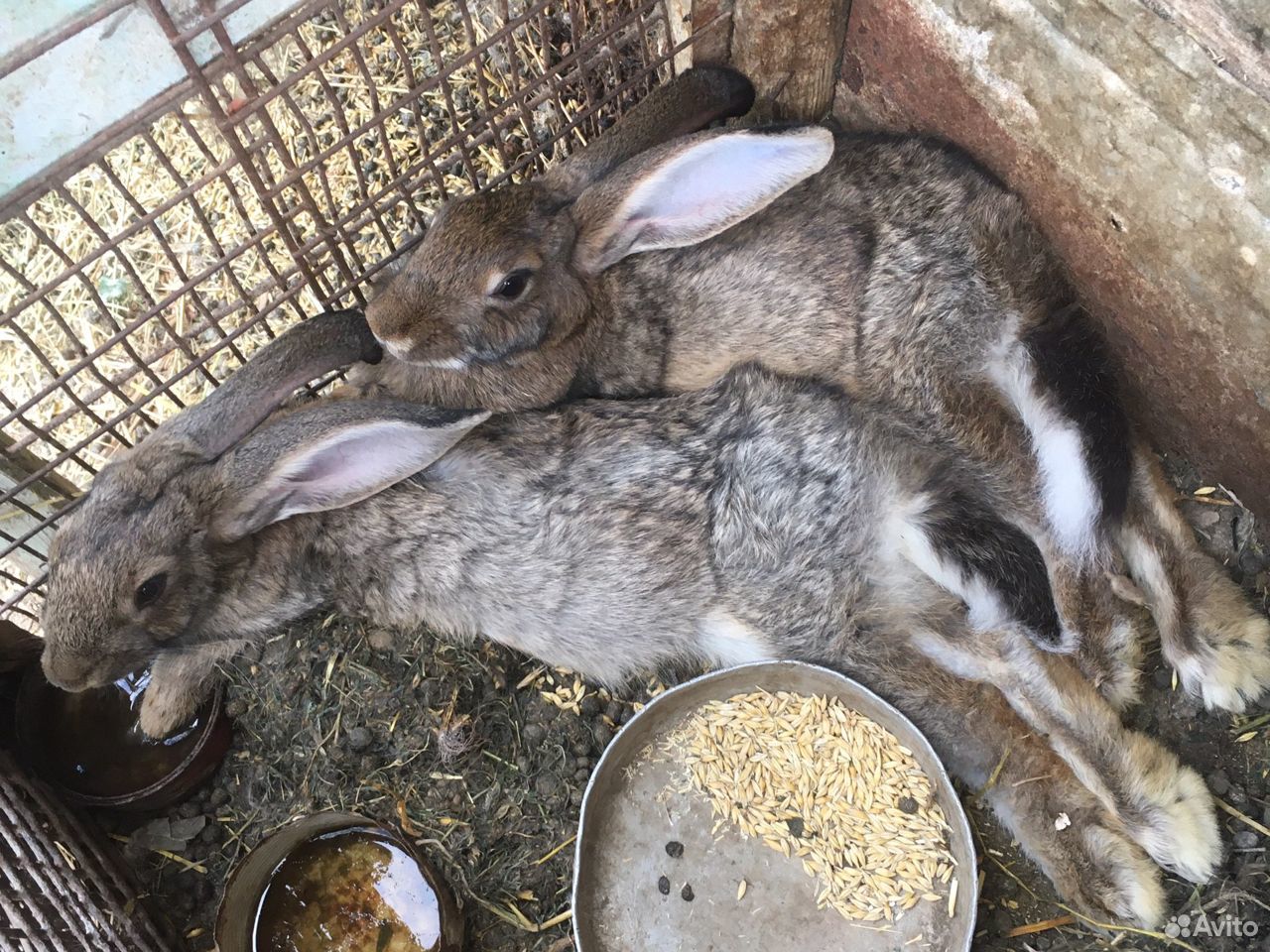 Купить кроликов в орле. Продажа кроликов. Кролики на авито в Рязанской области. Кролики на авито Краснодарский край. Авито купить кроликов.