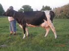Корова голштинской породы (2 отёла) объявление продам