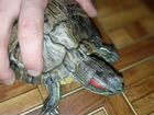 Черепаха и 2 аквариума объявление продам