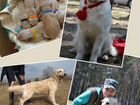 Продаются щенки Золотистого ретривера в Красноярск объявление продам