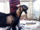 Англо-нубийская коза(100) объявление продам