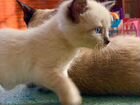 Голубоглазые котята, меняющие цвет объявление продам