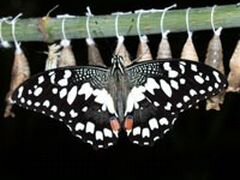 Куколки живых бабочек Papilio palinurus