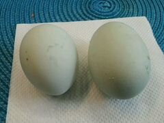 Инкубационное яйцо индюшинное, утки. легбар и др
