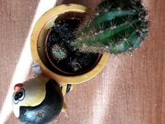 Кашпо горшок с кактусом