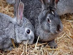Продажа кроликов на вырост и мясо