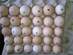 Яйцо инкубационное кобб 500 Чехия. Цыплята суточны