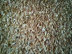 Продаю зерносмесь пшеница + ячмень