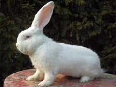 Продаем кроликов,порода Фландр и Серебро