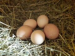 Цыплята и Яйцо инкубационное
