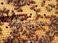 Пчелы. возьму пчелопакеты на реализацию