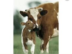 Молодые коровы с телятами