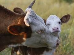 Корова первотёлка с телёнком