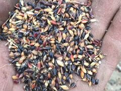 Семена суданки