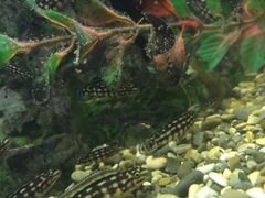 Рыбки Юлидохромис регана