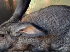 Кролик ризен самка