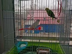 Продажа пары попугаев
