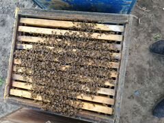 Продам пчелосемьи на высадку, руты
