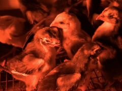Бойцовые цыплята породы Чу-Шамо