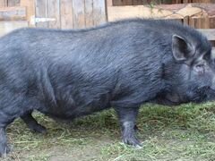 Продам вьетнамских вислобрюхих свиней живым весом