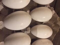 Инкубационное Яйцо Серого Гуся