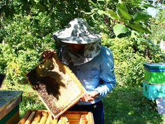 Пчёлы, пчелосемьи, отводки-пчелопакеты