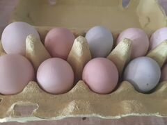 Яйца на инкубацию породистых кур