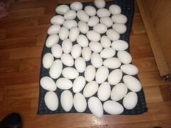 Гусиные яйца(линда) инкубационные