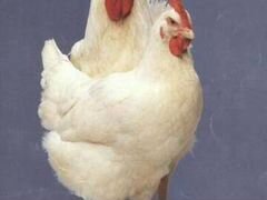 Домашний цыпленок бройлер