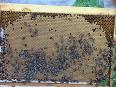 Продам пчёл (пчелосемьи)