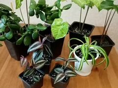 Комнатные растения от 50