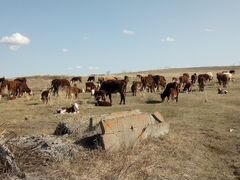 Продам коров и телят казахской белоголовой породы