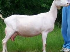 Продам породистую козу