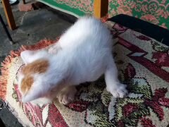 Котик белый с рыжими счастливыми пятнышками