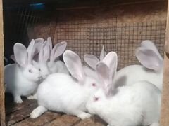 Кролики белый Ризен