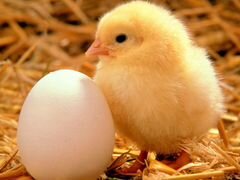 Инкубационное яйцо и цыплята из Европы