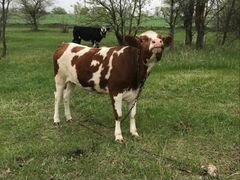 Корова (телка) 1,5 года (стельная)