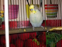 Волнистые попугаи-Взрослые самцы