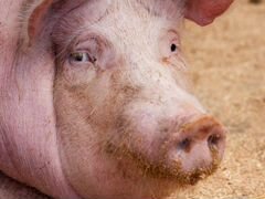 Лучшие в Крыму домашние свиньи на мясо
