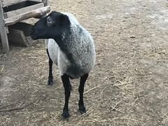 Романовские овцы,бараны