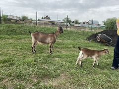 Продам нубийскую дойную козу