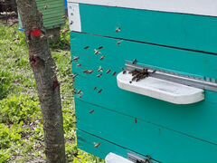 Пчелосемьи и Отводки