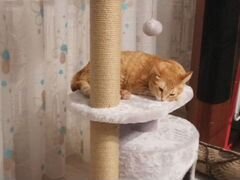 Когтеточка - домик для кошки